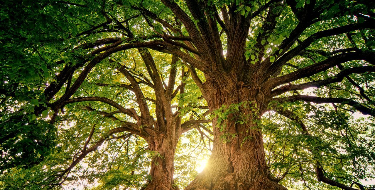 Affirm