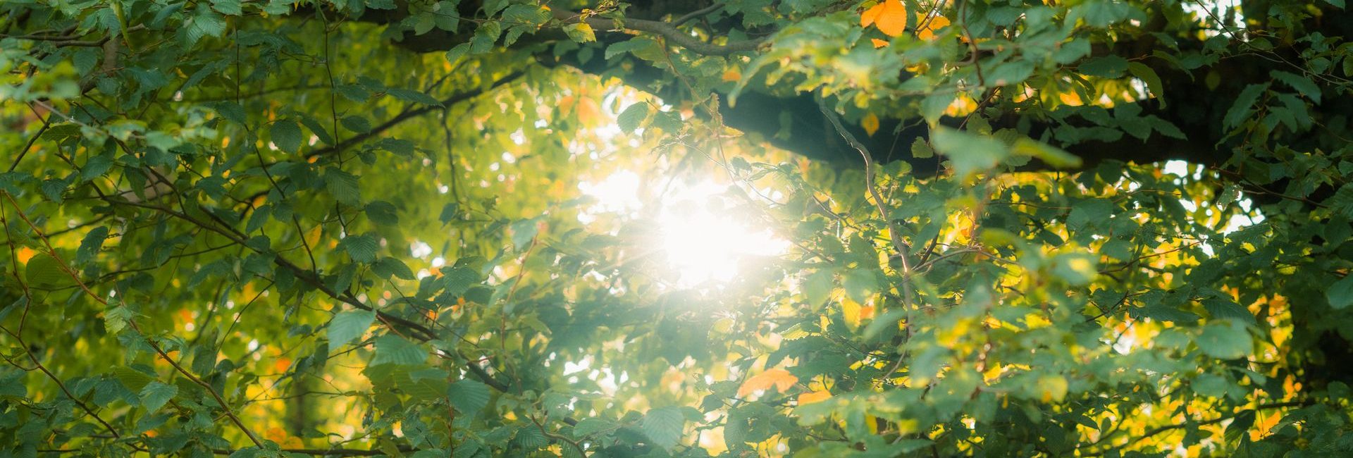 Affirming Faithful